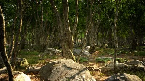 Roots of a tree in a misty forest Photos