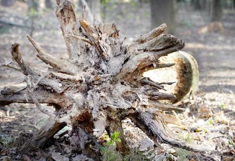 The roots of the tree. Old tree.Uprooted trees Stock Photos
