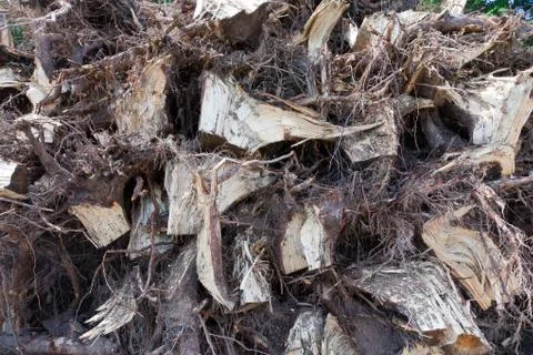 Roots of a tree Stock Photos