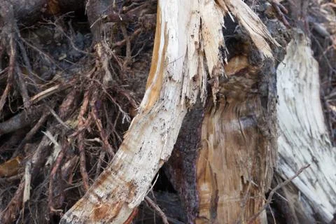 Roots of a tree Stock Photos