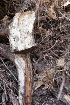 Roots of a tree Stock Photos