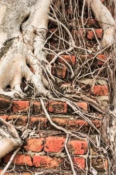 Roots of tree Foto stock