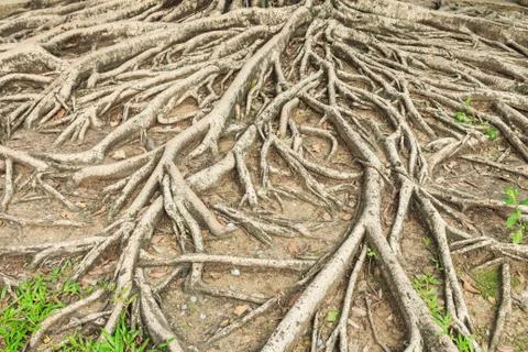 Roots  tree Foto stock