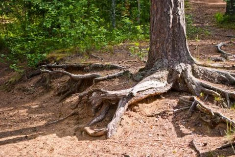 The roots of the tree. Stock Photos