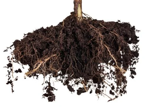 Roots  tree Stock Photos
