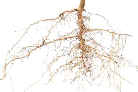 Roots tree Stock Photos