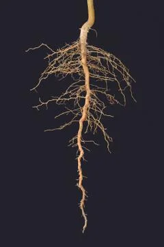 Roots tree Stock Photos