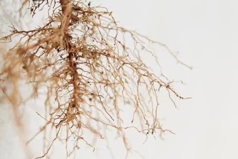 Roots tree Stock Photos