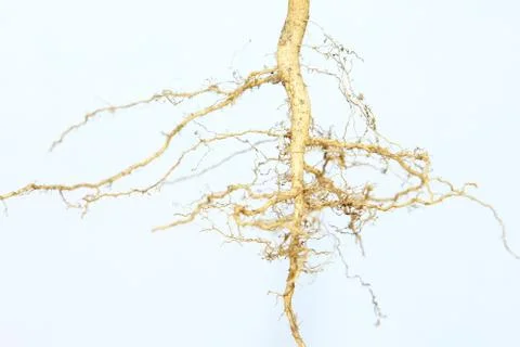 Roots tree Foto stock