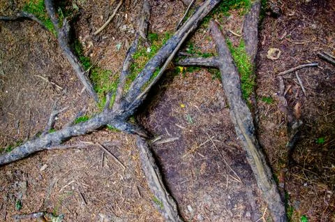 Roots of a Tree Foto stock