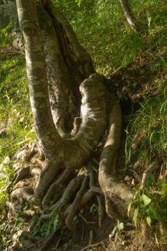 Roots of the tree Stock Photos