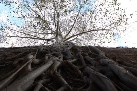 Roots of the tree Stock Photos