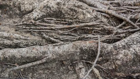 The roots of the tree. Stockfoto's
