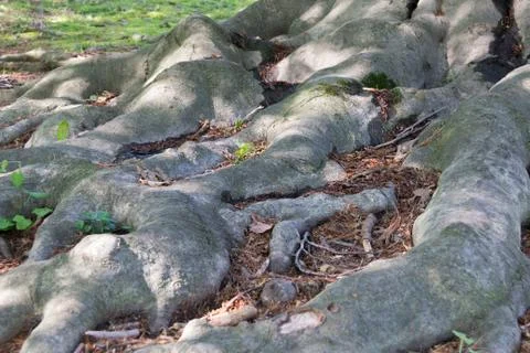 Roots of tree Foto stock