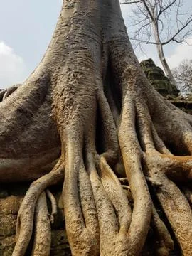 Roots of tree Stock Photos