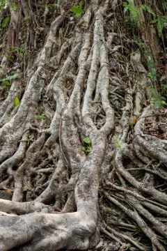 Roots of a tree Stock Photos