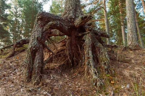 Roots of the tree Stock Photos