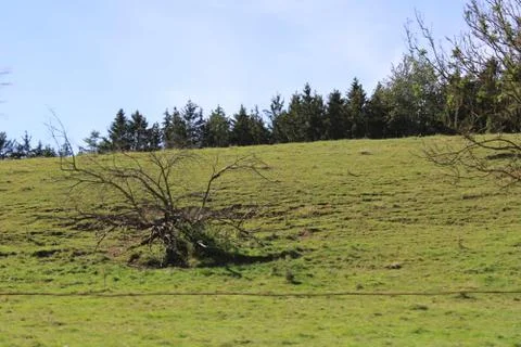 Roots of a tree Foto stock