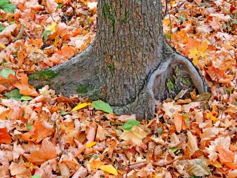 The roots of a tree Stock Photos