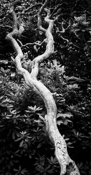 Roots of a tree 库存照片