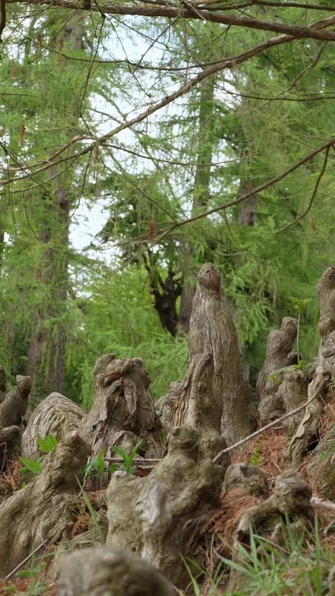 Roots. tree roots. root system. Bare tree roots, mysteriously shaped, grow Stock Footage 313234964