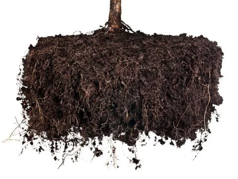 Roots tree Roots of a tree on a white background. Elements for your design... 스톡 사진