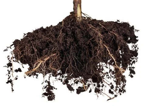 Roots tree Roots of a tree on a white background. Elements for your design... Foto stock
