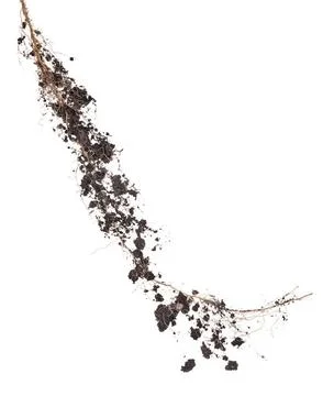 Roots tree Roots of a tree on a white background. Elements for your design... 스톡 사진