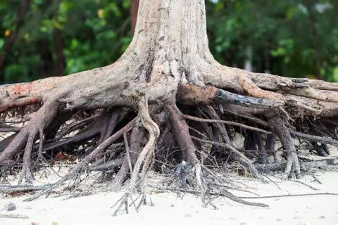 Roots of tree standing dead because erode by seawater on the beach. Stock-Fotos