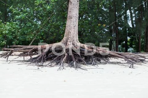 Roots of tree standing dead because erode by seawater on the beach. Stock Photos