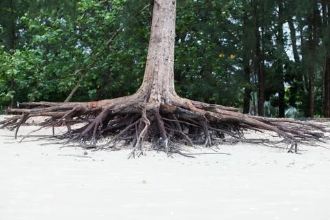 Roots of tree standing dead because erode by seawater on the beach. Stock Photos