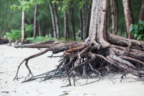 Roots of tree standing dead because erode by seawater on the beach. Stock Photos