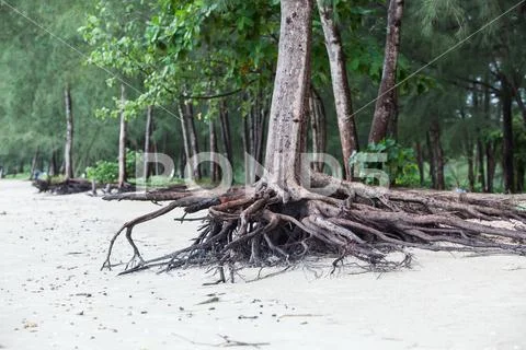 Roots of tree standing dead because erode by seawater on the beach. Stock Photos