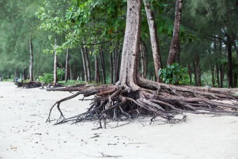 Roots of tree standing dead because erode by seawater on the beach. Stock Photos