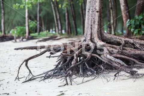 Roots of tree standing dead because erode by seawater on the beach. Stock Photos
