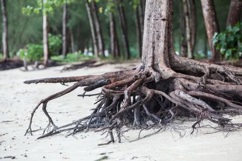 Roots of tree standing dead because erode by seawater on the beach. Stock Photos