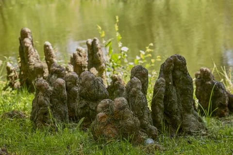 The roots of a tree sticking out of the ground like stalagmites Stock Photos
