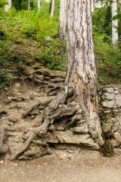 Roots of a tree in stony ground. Stock Photos