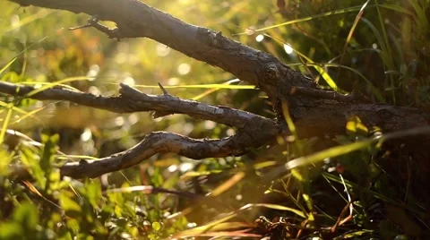 Roots of the tree in sun light 스톡 동영상 58574606