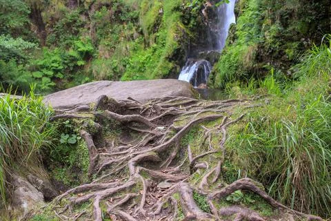 The roots of a tree in the surface Stock Photos