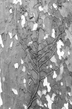 Roots on a tree trunk Stock Photos