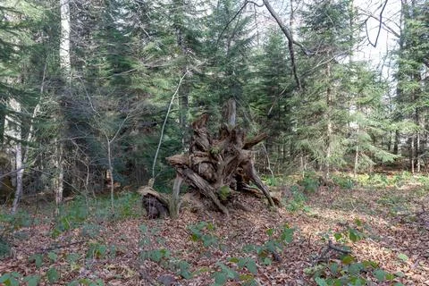 The roots of the tree turned outwards after a strong wind in the forest Stock Photos