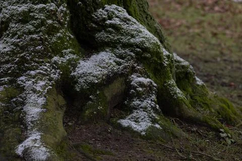 Roots of tree under the first snow with green moss in winter forest Stock Photos