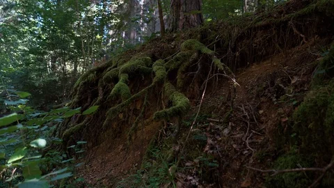 The roots of the tree on the Vilsos river coast, Lithuania Stock Footage 113965366