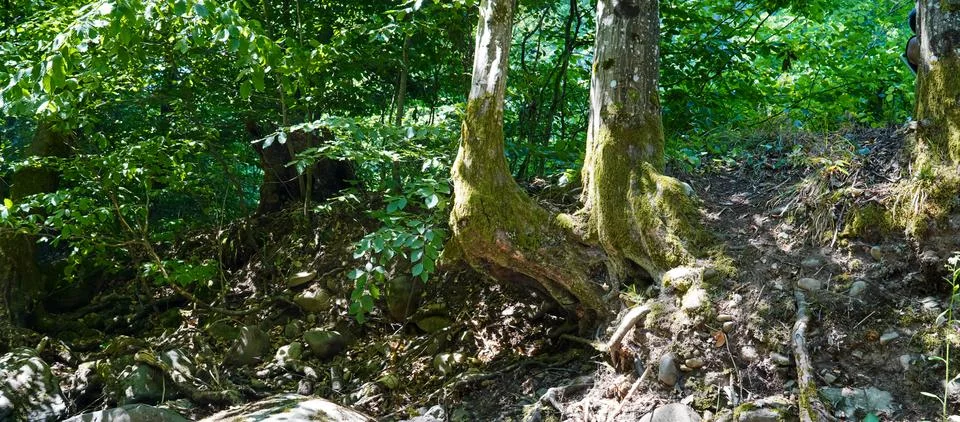 Roots of a tree washed by the mountain stream, whimsically shaped in green moss Stock Photos