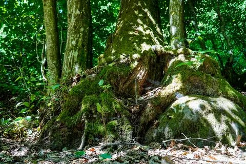 The roots of a tree washed by the mountain stream Stock Photos