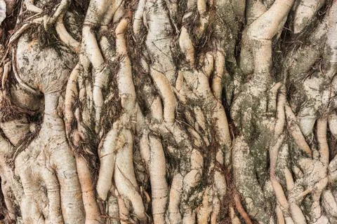 The roots of the tree were for a long time Stock Photos