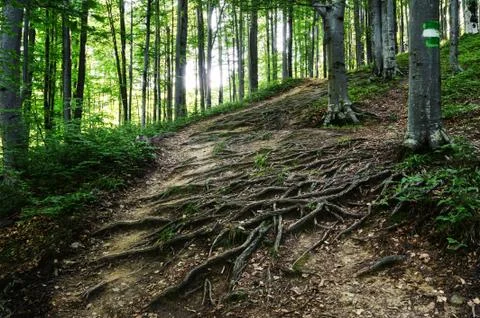 The roots of the trees are on the ground Stock Photos