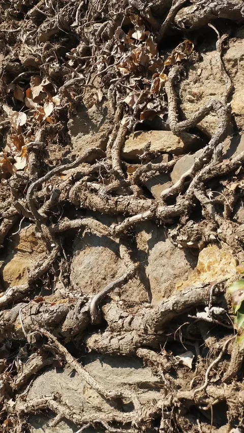The roots of trees are visible on the slopes. A network of tree roots. Stock Footage 316465953