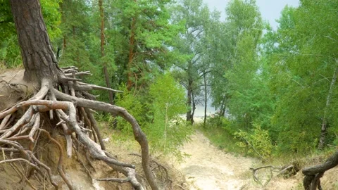 Roots of trees in forest Stock Footage 87919601